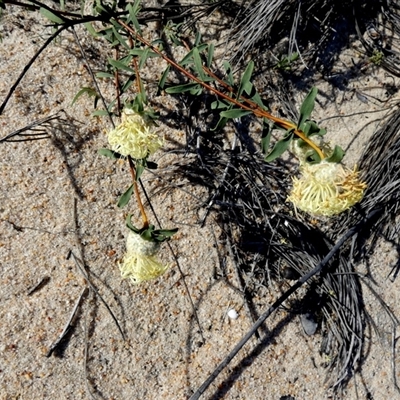 Unidentified Other Wildflower or Herb at Kalbarri National Park, WA - 12 Sep 2024 by Paul4K