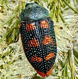 Stigmodera roei (Roe’s jewel beetle) at Red Gully, WA by MarkH