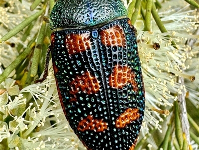 Stigmodera roei (Roe’s jewel beetle) at Red Gully, WA - 20 Oct 2024 by MarkH