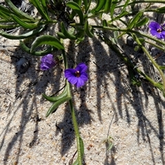 Unverified Other Wildflower or Herb at Kalbarri National Park, WA - 12 Sep 2024 by Paul4K