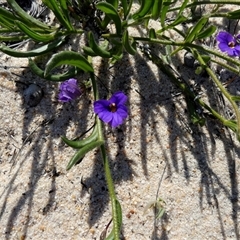 Unidentified Other Wildflower or Herb at Kalbarri National Park, WA - 12 Sep 2024 by Paul4K