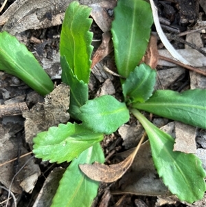 Solenogyne dominii at Fentons Creek, VIC by KL