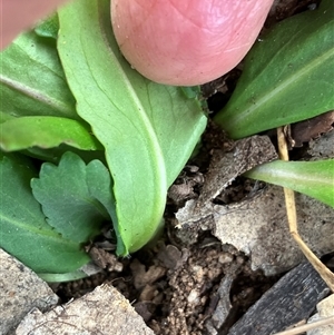 Solenogyne dominii at Fentons Creek, VIC - suppressed