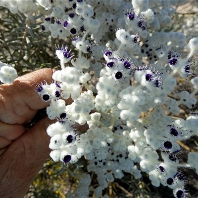 Unidentified Other Shrub at Kalbarri National Park, WA - 12 Sep 2024 by Paul4K