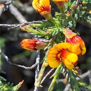 Pultenaea largiflorens at Fentons Creek, VIC by KL