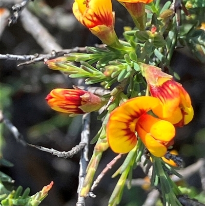 Eutaxia (Genus) (Eutaxia Peas) by KL