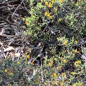 Eutaxia (Genus) at Fentons Creek, VIC - suppressed
