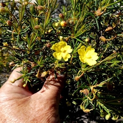 Unidentified Other Wildflower or Herb at Kalbarri National Park, WA - 12 Sep 2024 by Paul4K