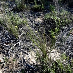 Unidentified Lily or Iris at Kalbarri National Park, WA - 12 Sep 2024 by Paul4K