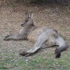 Macropus giganteus (Eastern Grey Kangaroo) at Conder, ACT - 24 May 2024 by MichaelBedingfield