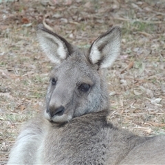 Macropus giganteus at Conder, ACT - 24 May 2024