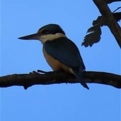 Todiramphus sanctus (Sacred Kingfisher) at Kangaroo Valley, NSW - 22 Oct 2024 by lbradley