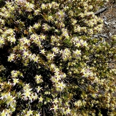 Unidentified Other Shrub at Kalbarri National Park, WA - 12 Sep 2024 by Paul4K