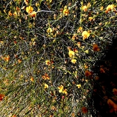 Unidentified Other Shrub at Kalbarri National Park, WA - 12 Sep 2024 by Paul4K