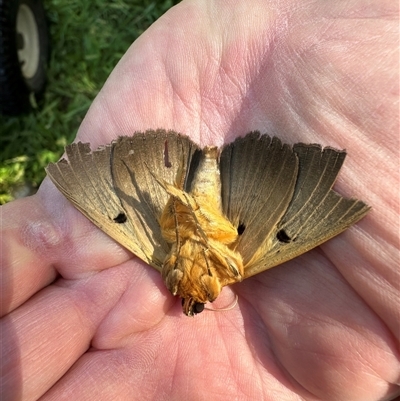 Dasypodia selenophora (Southern old lady moth) at Kangaroo Valley, NSW - 22 Oct 2024 by lbradley