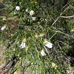 Eremophila sp. at Kalbarri National Park, WA - 12 Sep 2024 by Paul4K