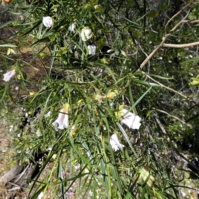 Eremophila sp. at Kalbarri National Park, WA - 12 Sep 2024 by Paul4K