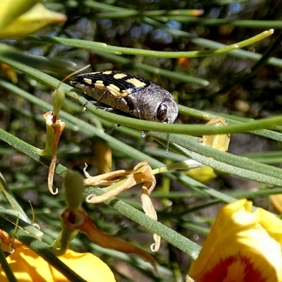 Astraeus flavopictus (Jewel Beetle) at Kalbarri National Park, WA - 12 Sep 2024 by Paul4K