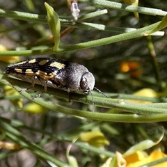 Astraeus flavopictus at Kalbarri National Park, WA - 12 Sep 2024