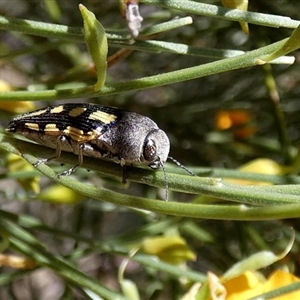 Astraeus flavopictus at Kalbarri National Park, WA - 12 Sep 2024