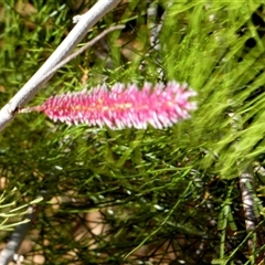 Unidentified Other Shrub at Kalbarri National Park, WA - 12 Sep 2024 by Paul4K