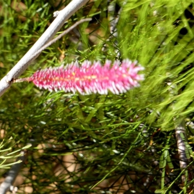 Unidentified Other Shrub at Kalbarri National Park, WA - 12 Sep 2024 by Paul4K