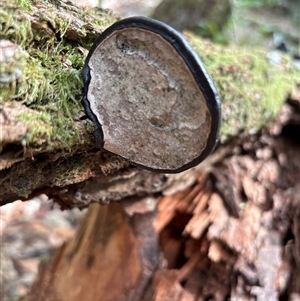 Ganoderma sp. at Lorne, NSW - 22 Oct 2024