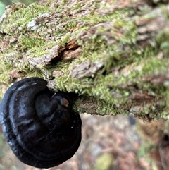 Ganoderma sp. at Lorne, NSW - 22 Oct 2024