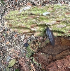 Ganoderma sp. at Lorne, NSW - 22 Oct 2024