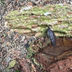 Ganoderma sp. at Lorne, NSW - 22 Oct 2024