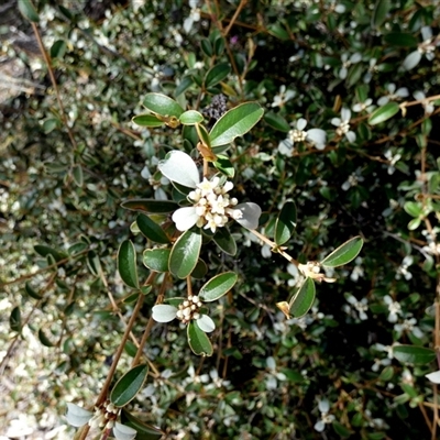 Unidentified Other Shrub at Kalbarri National Park, WA - 12 Sep 2024 by Paul4K