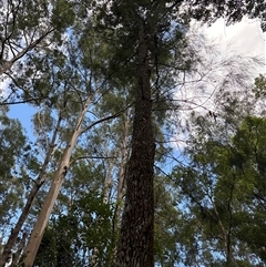 Casuarina/Allocasuarina sp. at Lorne, NSW - 21 Oct 2024 by Butlinz