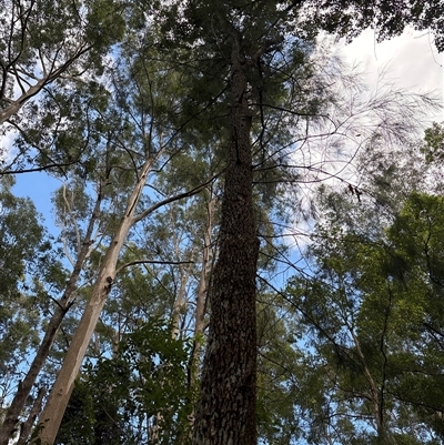 Casuarina/Allocasuarina sp. at Lorne, NSW - 21 Oct 2024 by Butlinz