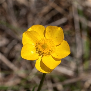 Ranunculus sp. (Buttercup) at Primrose Valley, NSW by Cmperman