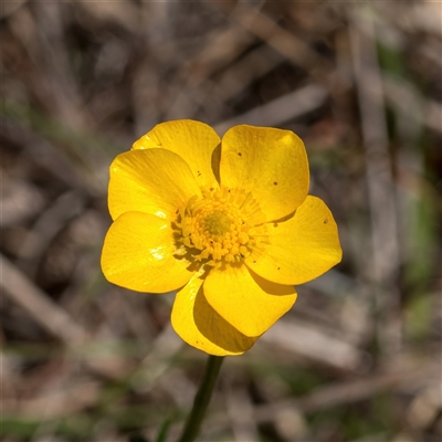 Ranunculus sp. (Buttercup) at Primrose Valley, NSW - 21 Oct 2024 by Cmperman