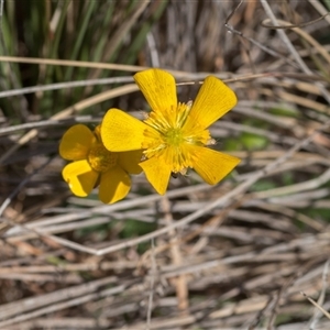 Ranunculus sp. at Primrose Valley, NSW - 21 Oct 2024