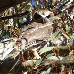 Ninox boobook (Southern Boobook) at Rankins Springs, NSW - 29 Sep 2018 by MatthewFrawley