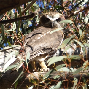 Ninox boobook at Rankins Springs, NSW - 30 Sep 2018 09:03 AM