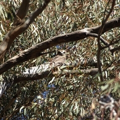 Ninox boobook at Rankins Springs, NSW - 30 Sep 2018 09:03 AM