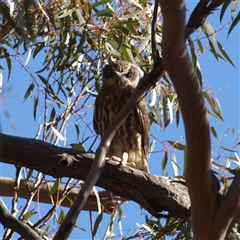 Ninox boobook at Rankins Springs, NSW - 30 Sep 2018 09:03 AM