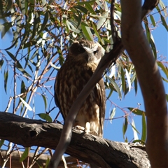 Ninox boobook at Rankins Springs, NSW - 30 Sep 2018 09:03 AM