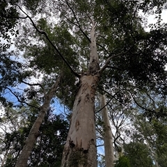 Eucalyptus bridgesiana at Lorne, NSW - 22 Oct 2024 by Butlinz