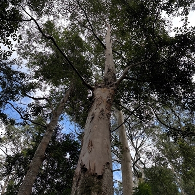 Eucalyptus bridgesiana at Lorne, NSW - 22 Oct 2024 by Butlinz