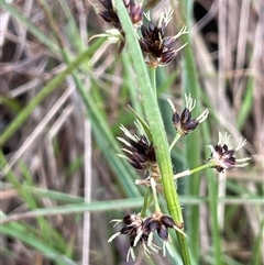 Luzula meridionalis (Common Woodrush) at Dalton, NSW - 27 Aug 2023 by JaneR