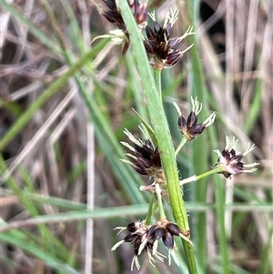 Luzula meridionalis (Common Woodrush) at Dalton, NSW by JaneR