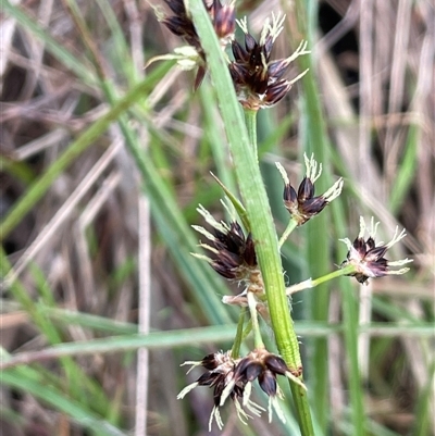 Luzula meridionalis (Common Woodrush) at Dalton, NSW - 27 Aug 2023 by JaneR