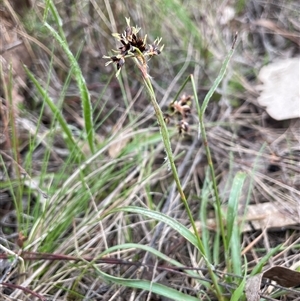 Luzula meridionalis at Dalton, NSW - 27 Aug 2023