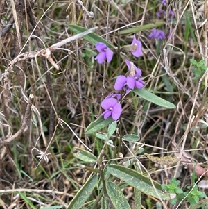 Hovea heterophylla (Common Hovea) at Dalton, NSW by JaneR