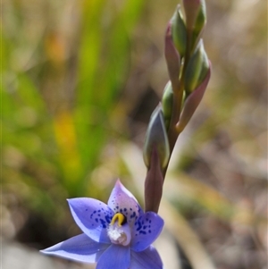 Thelymitra simulata at Captains Flat, NSW - 22 Oct 2024