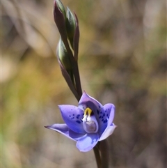 Thelymitra simulata at Captains Flat, NSW - 22 Oct 2024